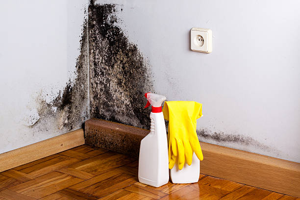 Best Basement Mold Remediation in Landrum, SC